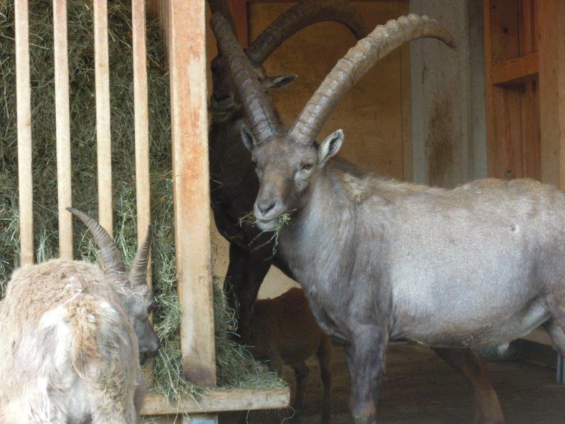 Alpenzoo